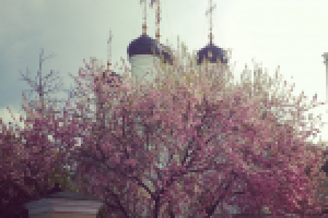 Работа 2842806