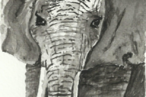 Слон. Акварель