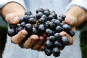 Виноград. Ретушь