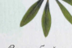 Визитка интернет-магазина плоскостной флористики