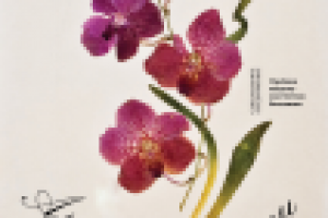 Постер с рекламой флористической выставки