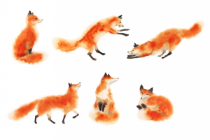 Лисички (акварель)
