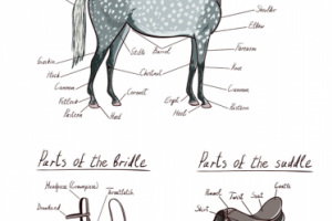 Части лошади и амуниции (технический рисунок)