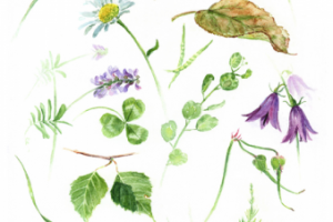 Акварельный гарбарий