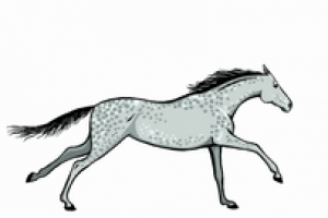 Анимация Галоп