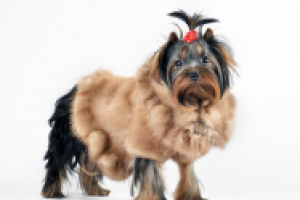 Собачья радость