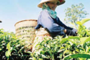 Листовка для продвижения вьетнамского чая