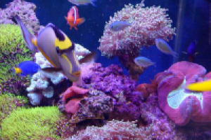 Аквариум: от А до Я