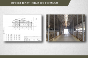 Проект коровника и его результат