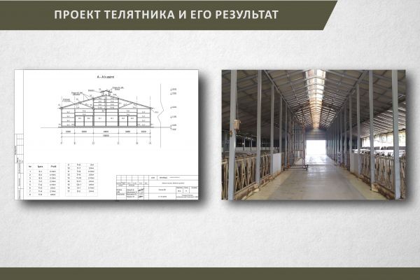 Проект коровника и его результат