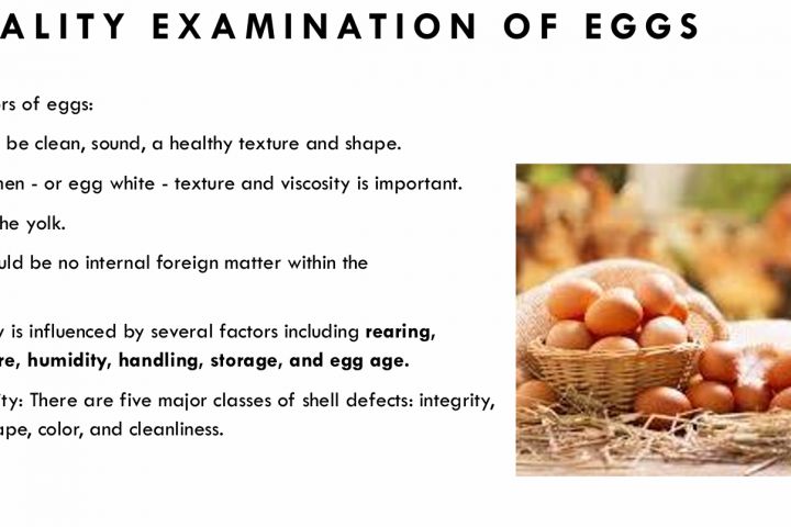 Microsoft Power Point - 5369526