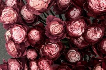 редактор текстов