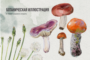 Ботаническая иллюстрация