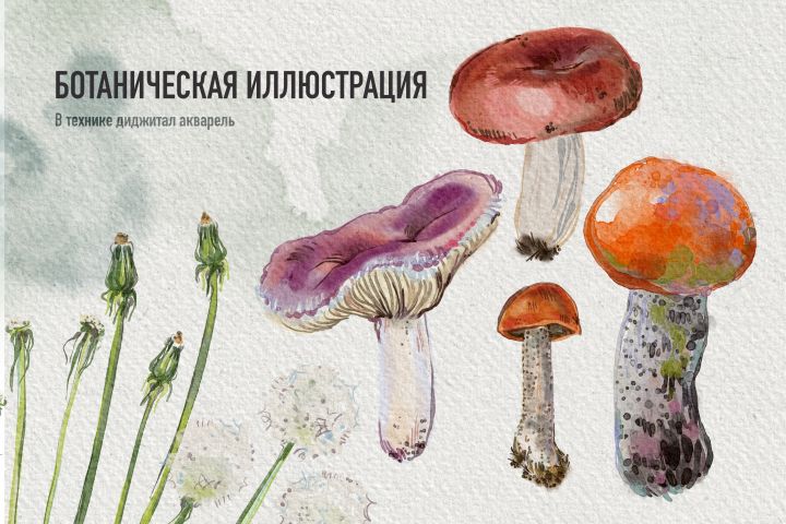 ������������ �����������