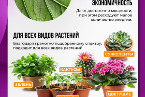 Рич-контент Вайлдберриз, Озон