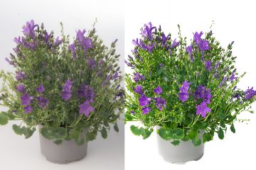 Обтравка предметных фото