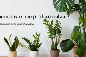 Дизайн-разработка интернет магазина