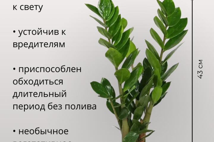 разработка инфографики