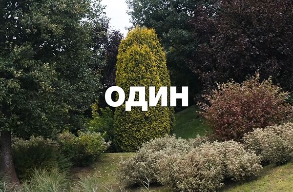 garden.png