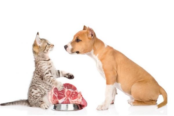 Интернет-магазин натуральных мясных продуктов для собак и кошек «Дайте собакам мясо»