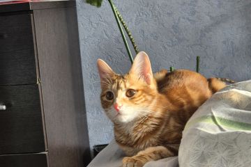 Редактор текстов