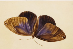 Цикл статей на английском языке для Сообщества британских ботанических художников