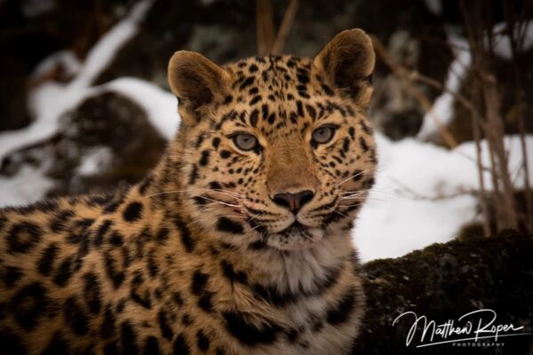 Amur Leopard.png