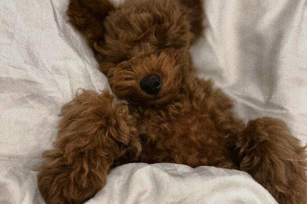 Карточка вб