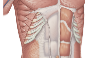 Мышцы живота средний слой