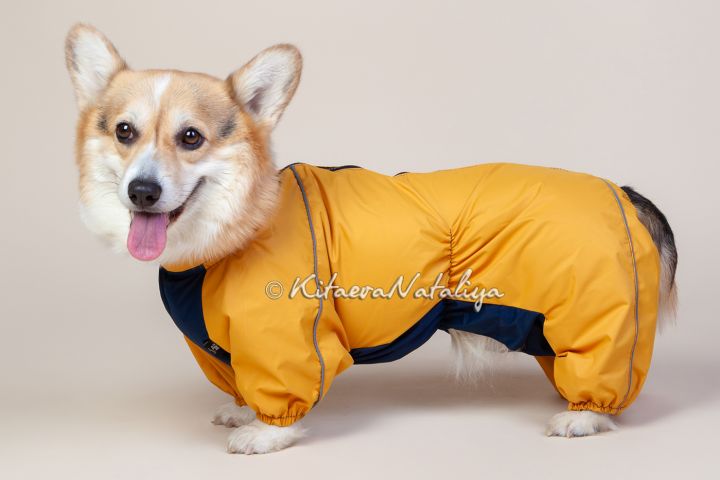 фотосъёмка товаров для животных, лежаков, одежды для собак - 5456552