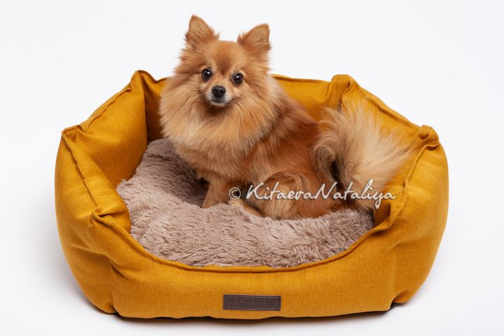 фотосъёмка товаров для животных, лежаков, одежды для собак - 5456576