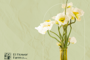 Веб-баннеры для цветочной фермы