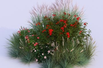 Подбор растений для декоративных композиций, дендропроект озеленения