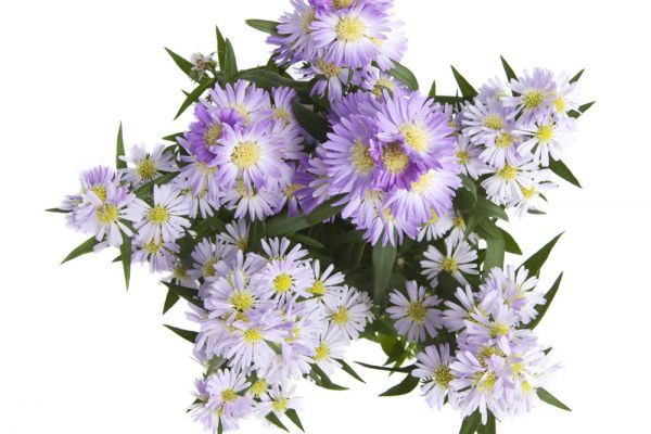 Съемка цветов