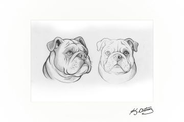 Логотип-маскот "BULLY"