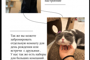 Сайт для кофе  с котиками