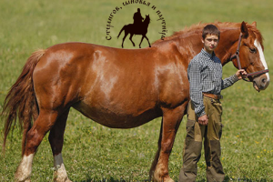 Интернет-магазин на Bitrix "Стерлигов"