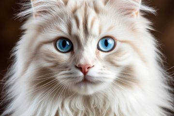 Изображение белого и рыжего кота