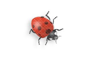 ILLU-ladybug_040725_1242_900x600