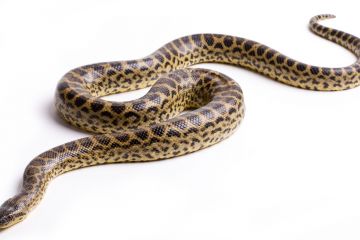 Telegram-бот на aiogram