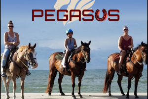 Pegasus Логотип и фирменый стиль