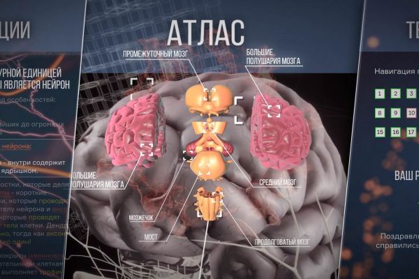 Создание 3D моделей различных человеческих органов для анатомического приложения