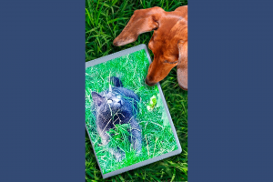 Обложка для паспорта