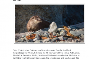 Перевод статьи на немецкий язык