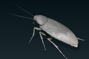 Cockroach