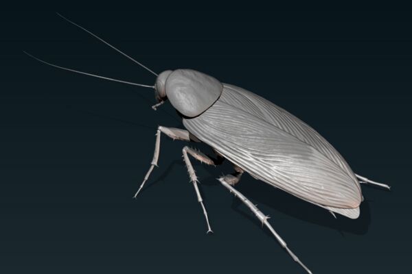 Cockroach2.jpg