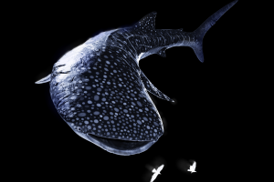 Китовая акула