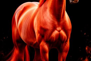 Изображение лошади