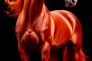 Изображение лошади