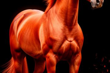 Изображение лошади